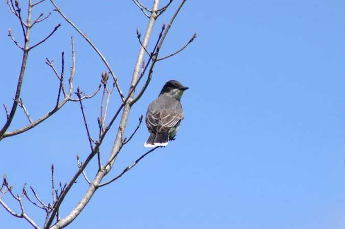 Photo (23): Eastern Kingbird