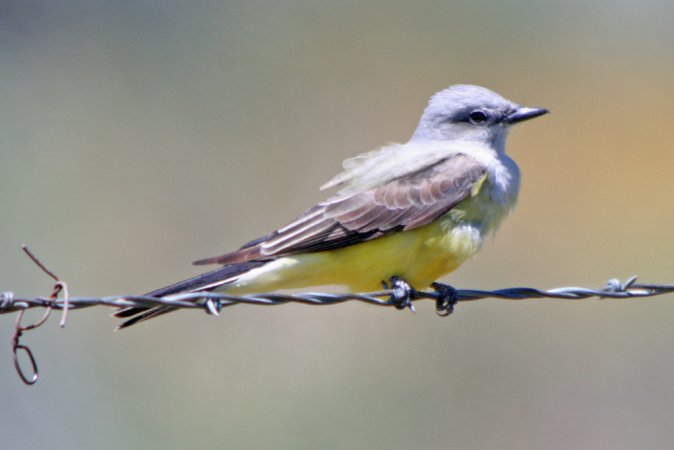 Photo (6): Western Kingbird