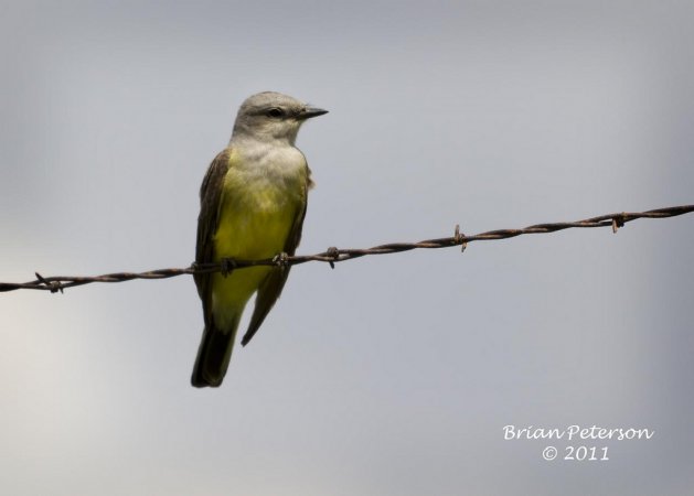 Photo (12): Western Kingbird