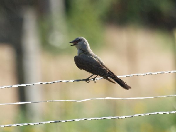 Photo (21): Western Kingbird