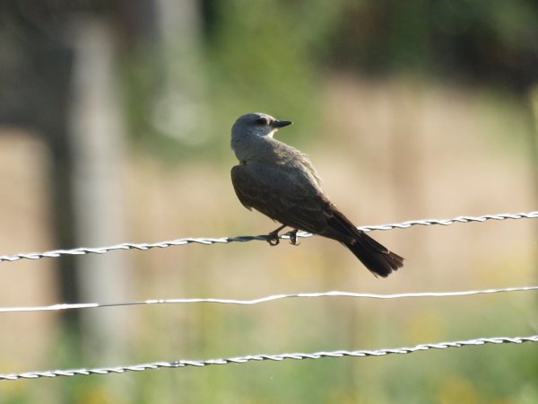 Photo (24): Western Kingbird