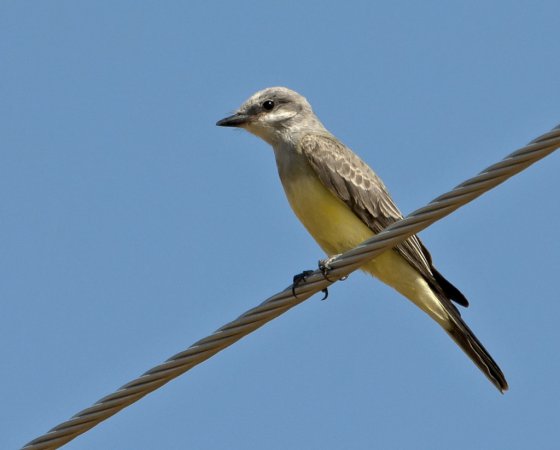 Photo (7): Western Kingbird