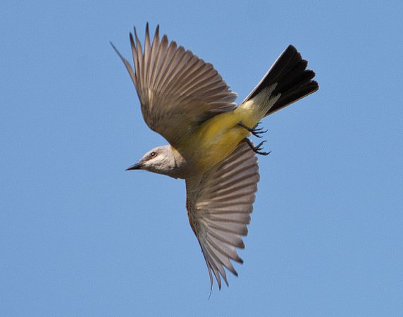 Photo (9): Western Kingbird