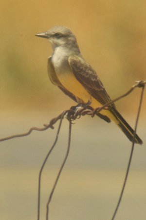 Photo (22): Western Kingbird
