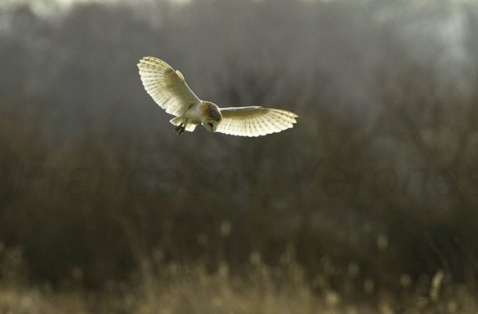 Photo (13): Barn Owl