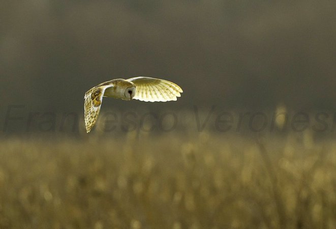 Photo (14): Barn Owl