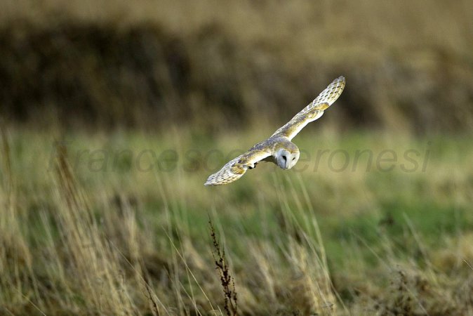 Photo (21): Barn Owl