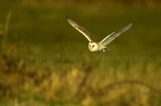 Photo (2): Barn Owl