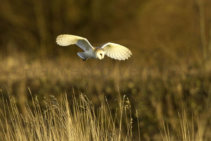 Photo (17): Barn Owl