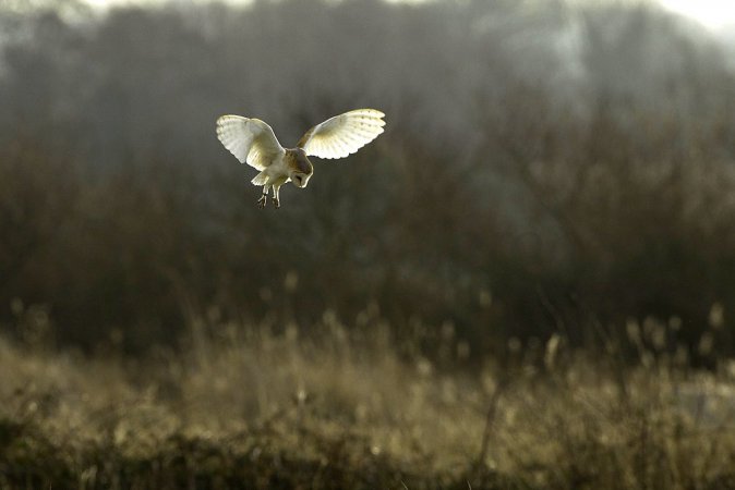 Photo (18): Barn Owl