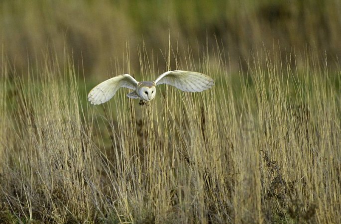 Photo (11): Barn Owl