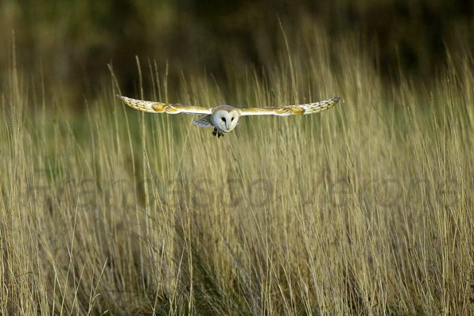 Photo (12): Barn Owl