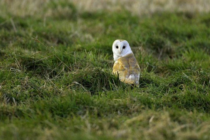 Photo (4): Barn Owl