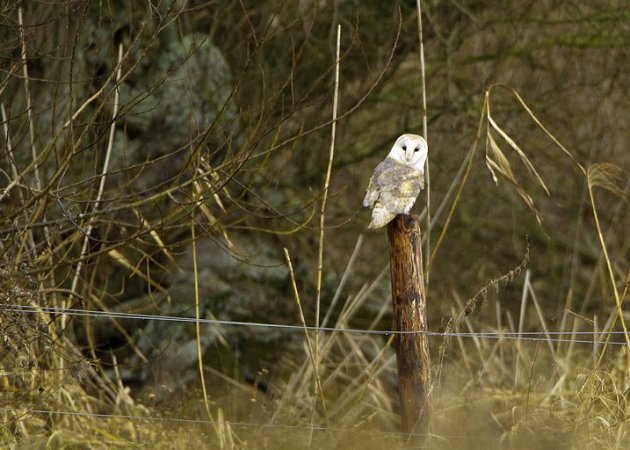 Photo (15): Barn Owl