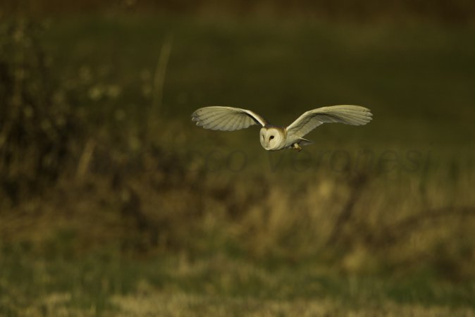 Photo (10): Barn Owl