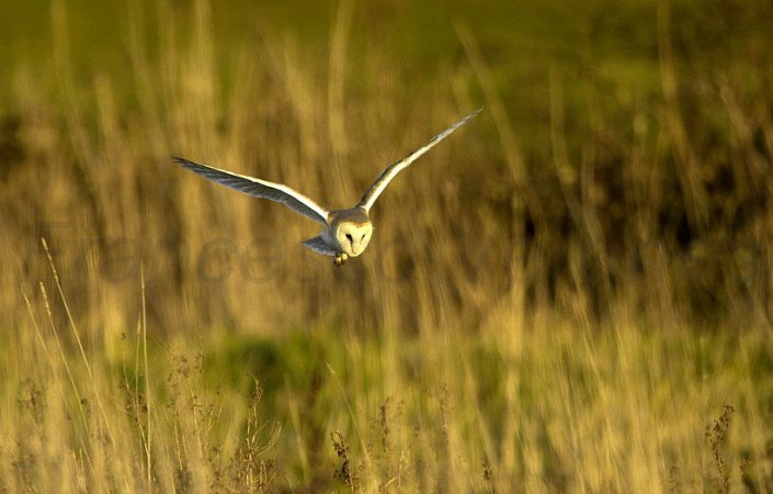 Photo (20): Barn Owl
