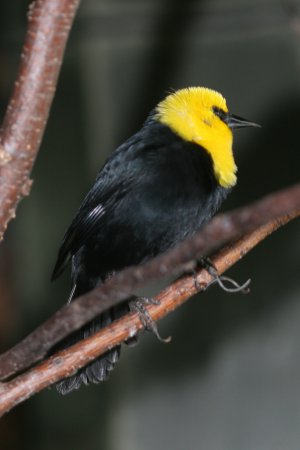 Photo (10): Yellow-headed Blackbird