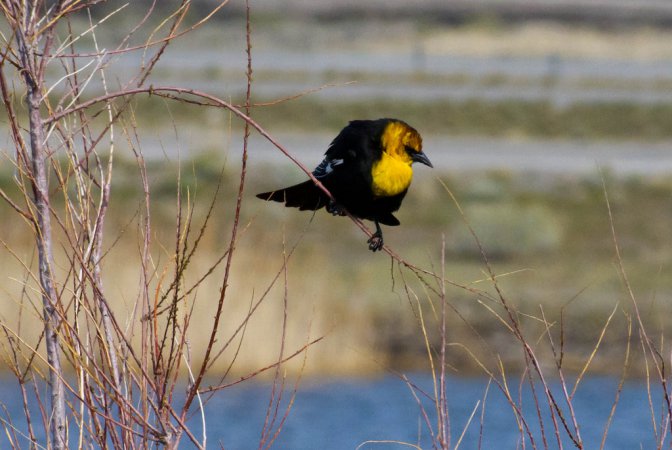 Photo (18): Yellow-headed Blackbird