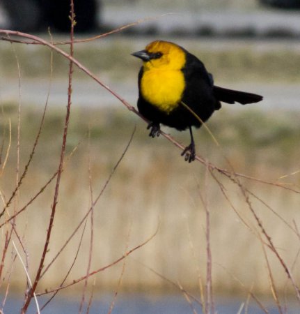 Photo (23): Yellow-headed Blackbird
