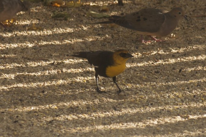 Photo (11): Yellow-headed Blackbird