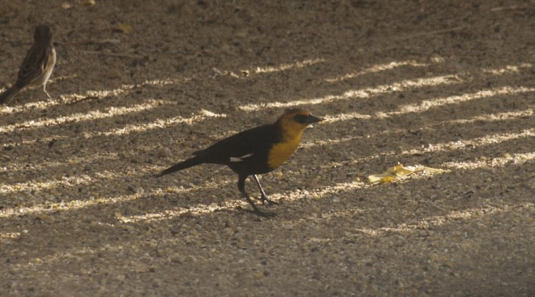 Photo (22): Yellow-headed Blackbird