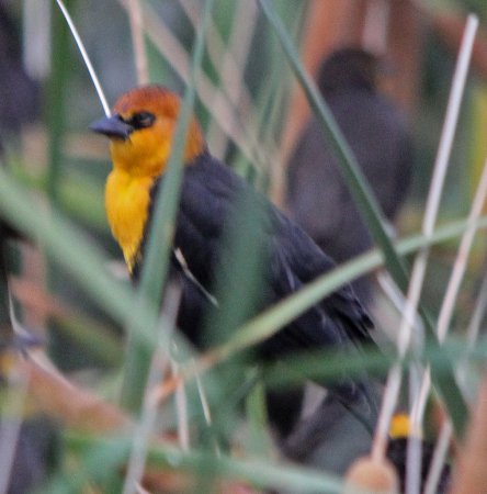 Photo (24): Yellow-headed Blackbird