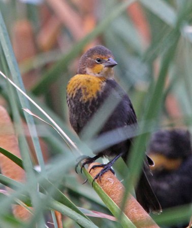Photo (13): Yellow-headed Blackbird