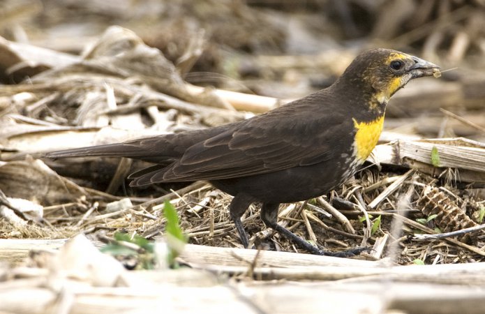 Photo (20): Yellow-headed Blackbird
