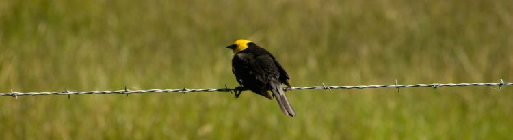 Photo (19): Yellow-headed Blackbird