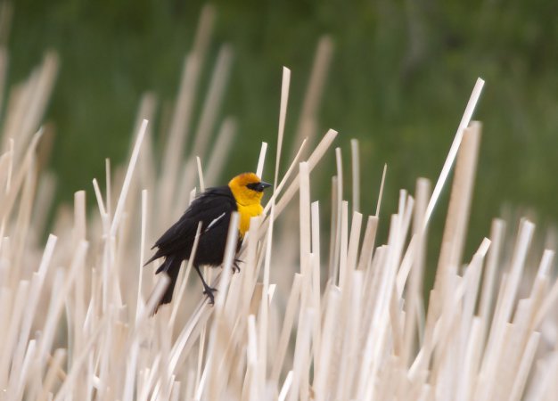 Photo (17): Yellow-headed Blackbird