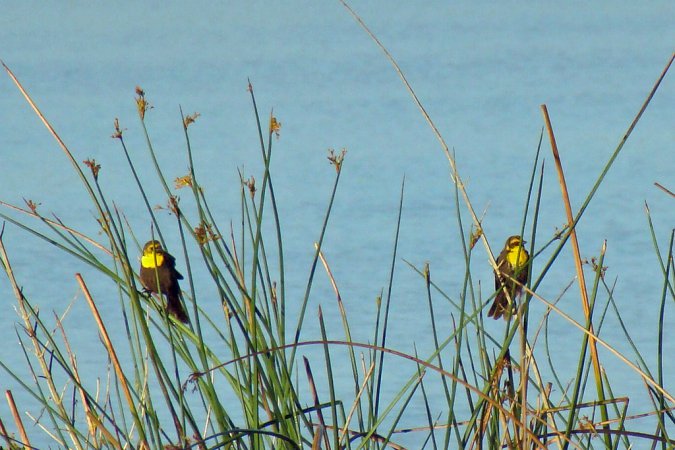Photo (14): Yellow-headed Blackbird