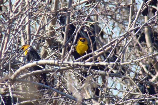 Photo (12): Yellow-headed Blackbird