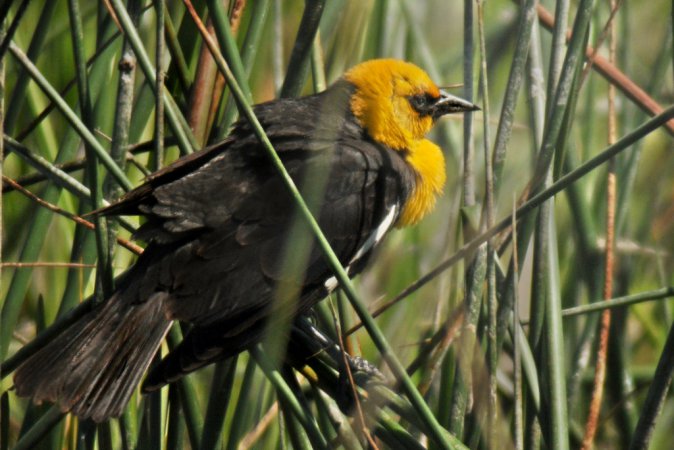 Photo (15): Yellow-headed Blackbird