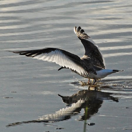 Photo (17): Sabine's Gull