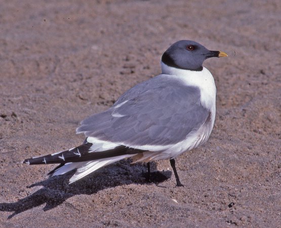 Photo (2): Sabine's Gull