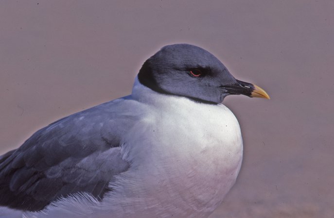 Photo (3): Sabine's Gull