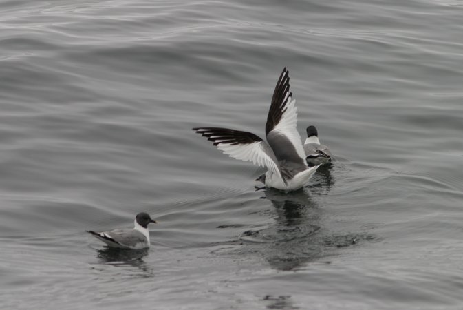 Photo (8): Sabine's Gull