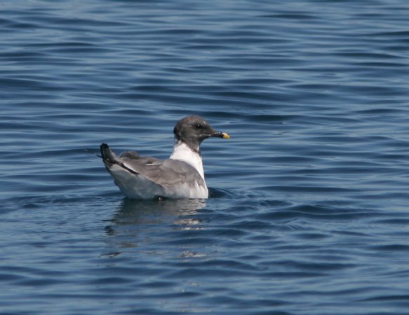 Photo (11): Sabine's Gull