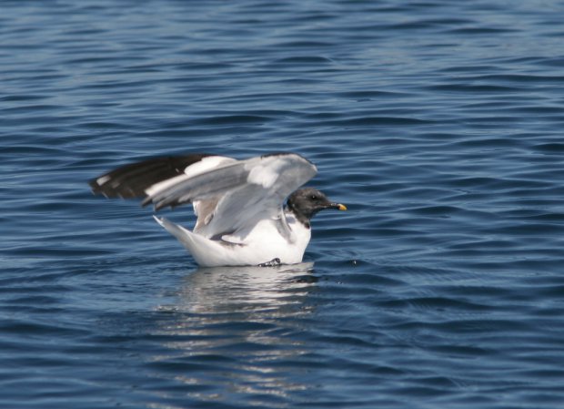 Photo (12): Sabine's Gull
