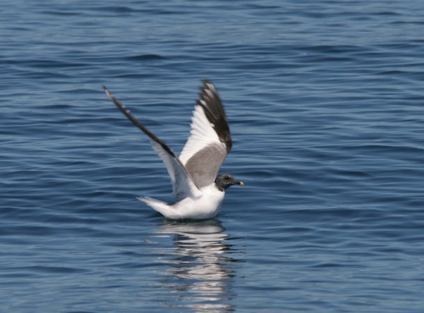 Photo (13): Sabine's Gull