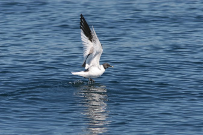 Photo (9): Sabine's Gull