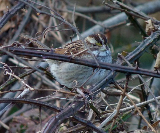 Photo (17): White-throated Sparrow