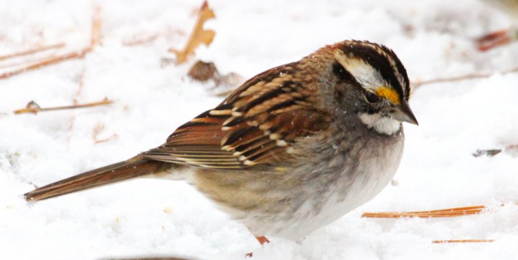 Photo (20): White-throated Sparrow