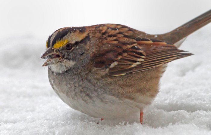 Photo (3): White-throated Sparrow