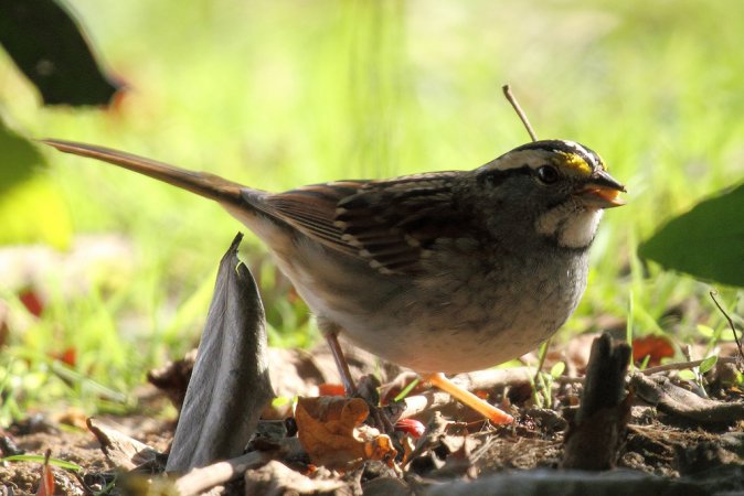 Photo (21): White-throated Sparrow