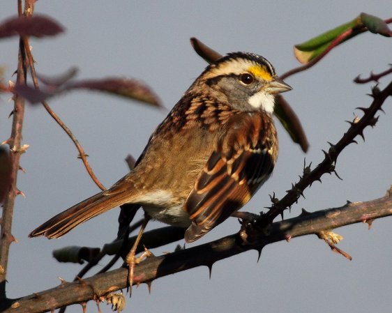 Photo (7): White-throated Sparrow