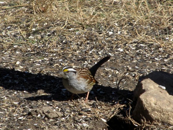 Photo (23): White-throated Sparrow