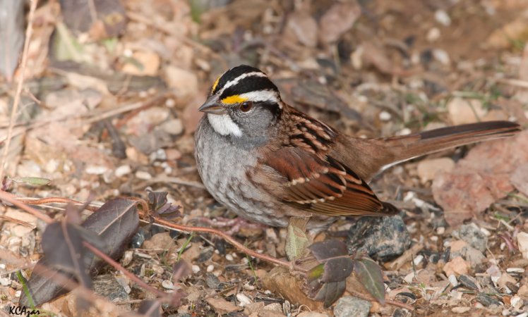 Photo (8): White-throated Sparrow