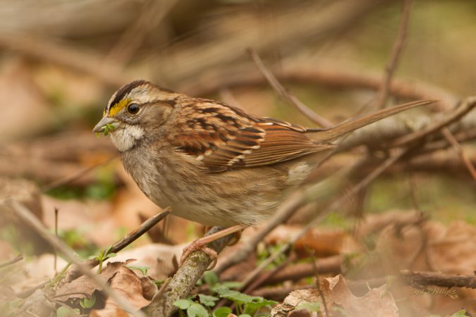 Photo (4): White-throated Sparrow