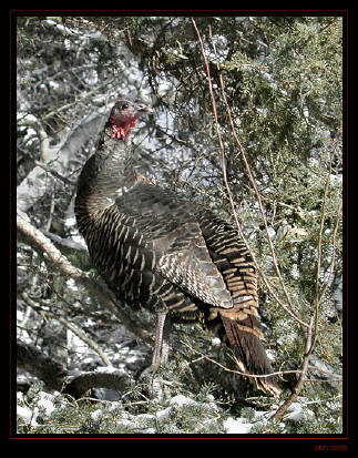 Photo (5): Wild Turkey